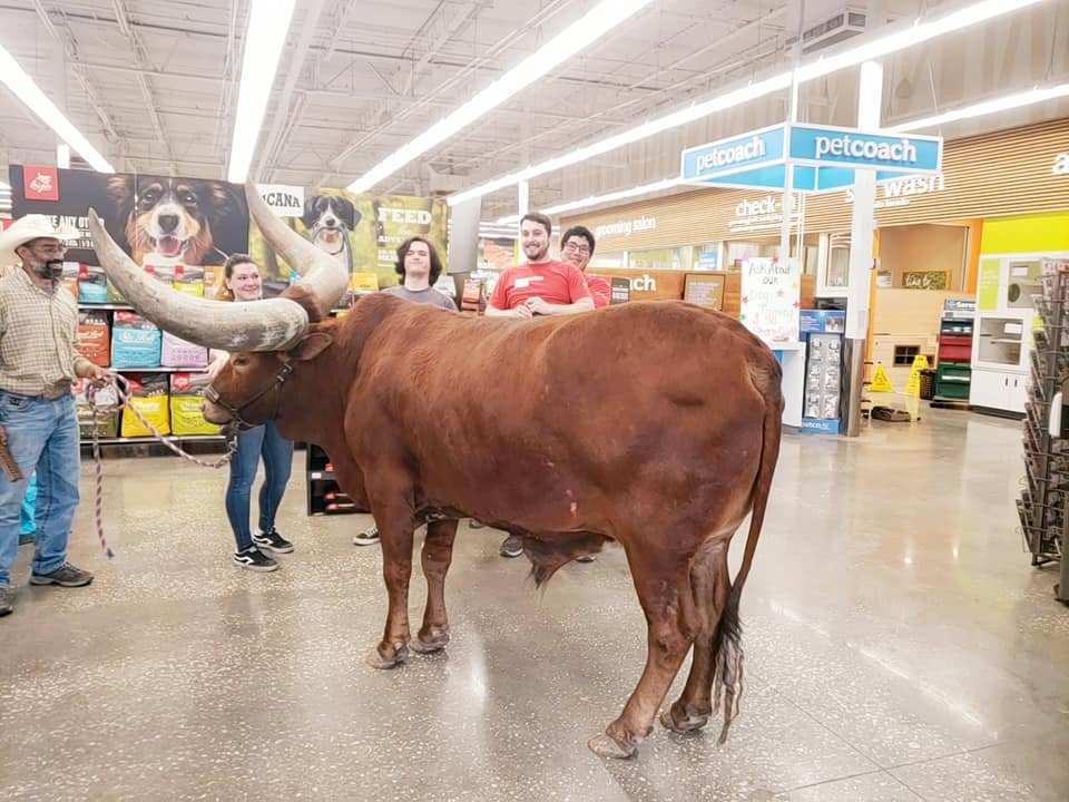 Big cow tests animal store Petco's 'all leashed pets are welcome' policy
